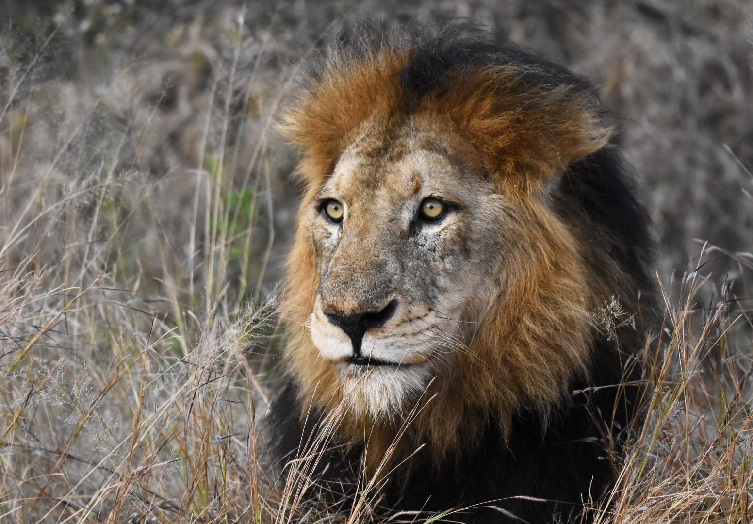 I don't like the Kruger National Park…