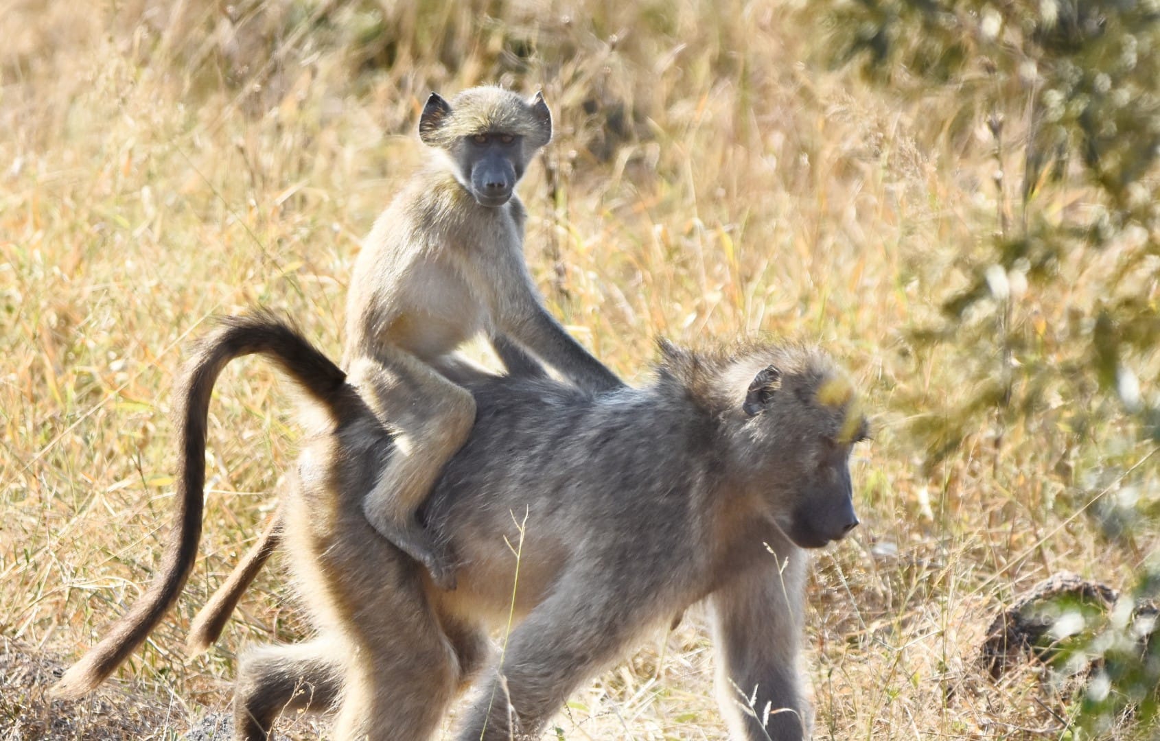 I don't like the Kruger National Park…