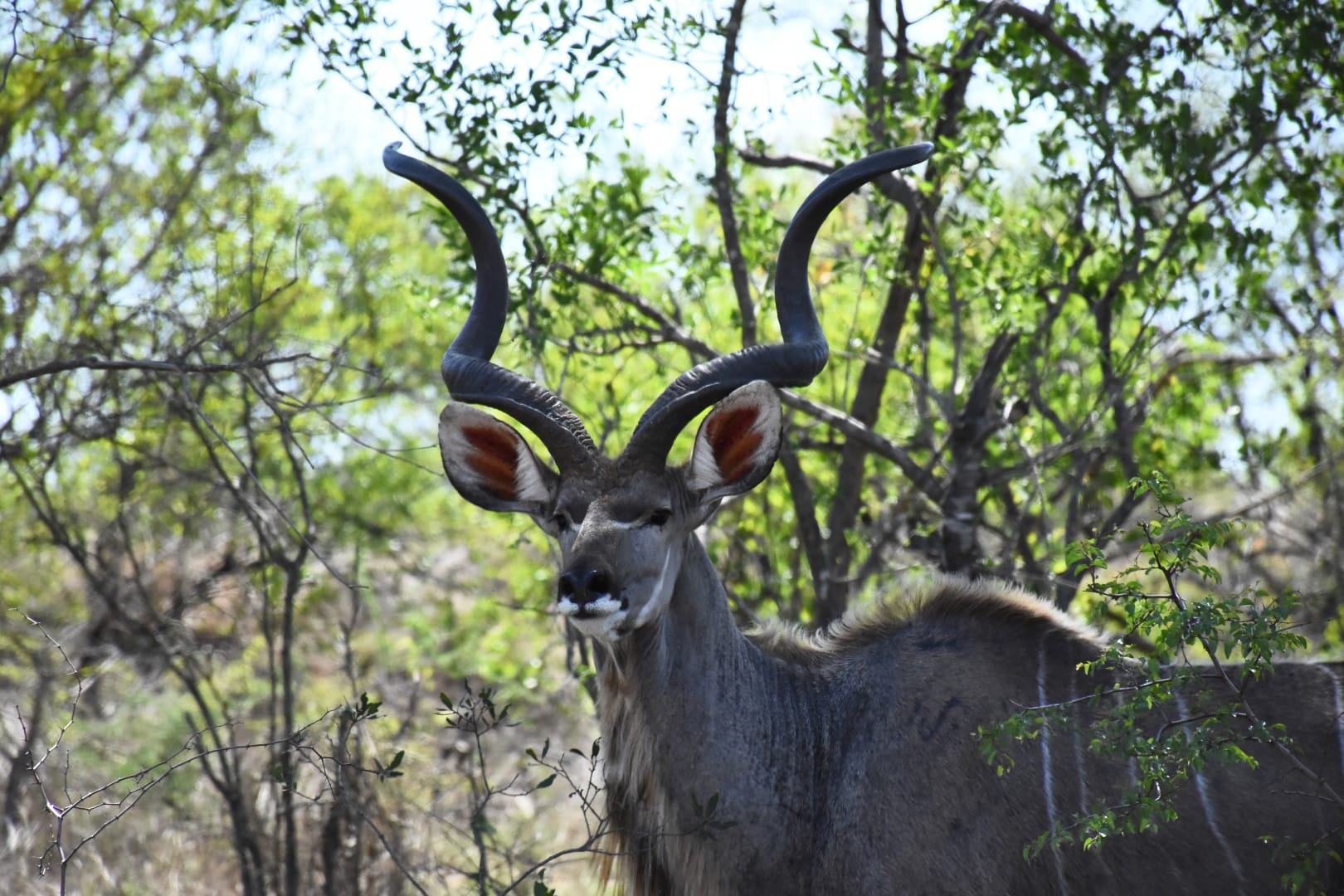 I don't like the Kruger National Park…