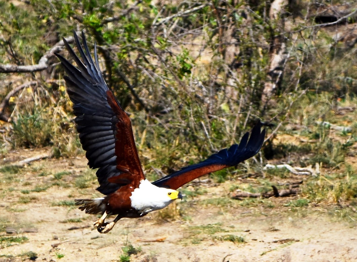 Birding for the barely interested