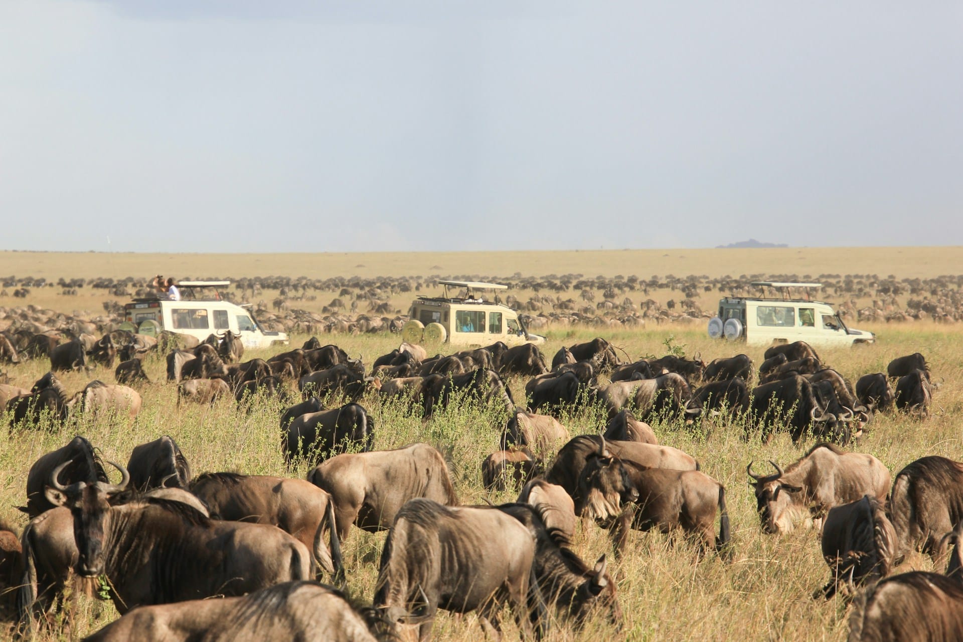 Serengeti overcrowding sparks calls for tourism reform